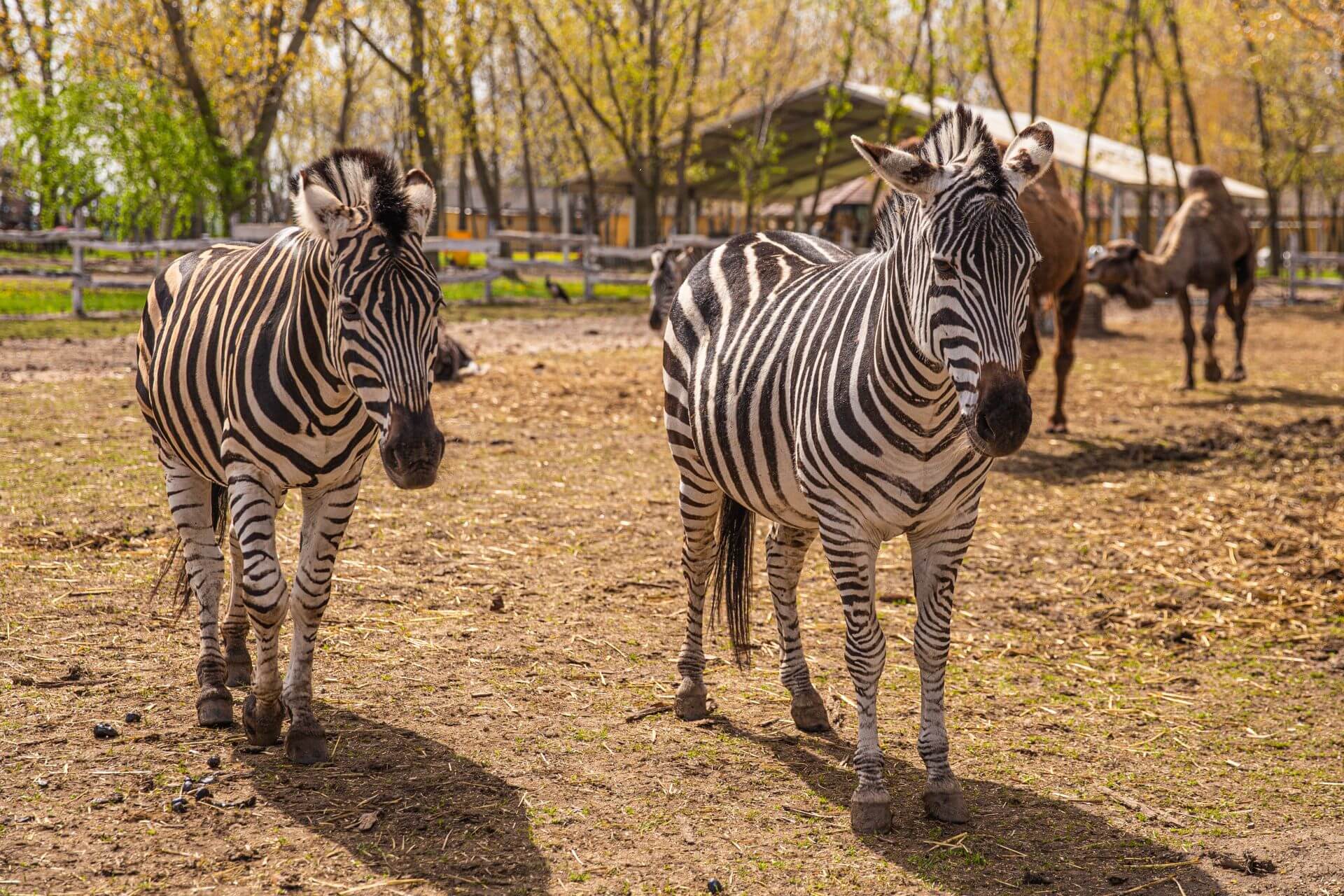 Pusztaottlaka Safari Park